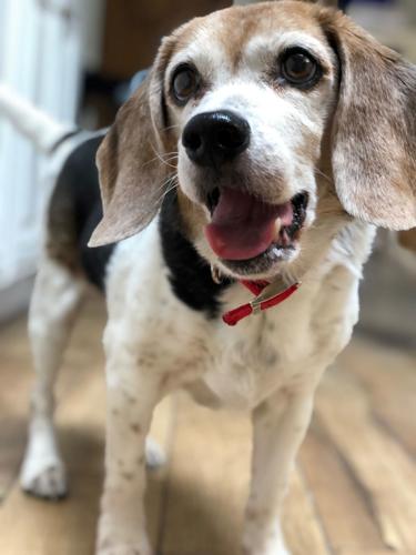 Adopt a friend: Ollie