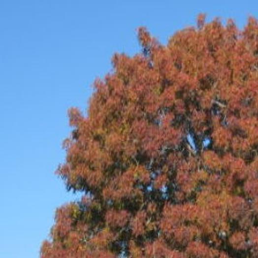I Fell In Love With The Pistache Tree Can I Plant One Home Life Health Tucson Com