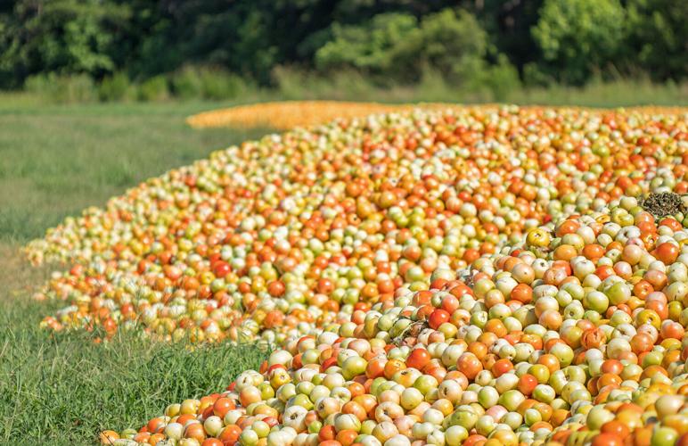 Tomato pile