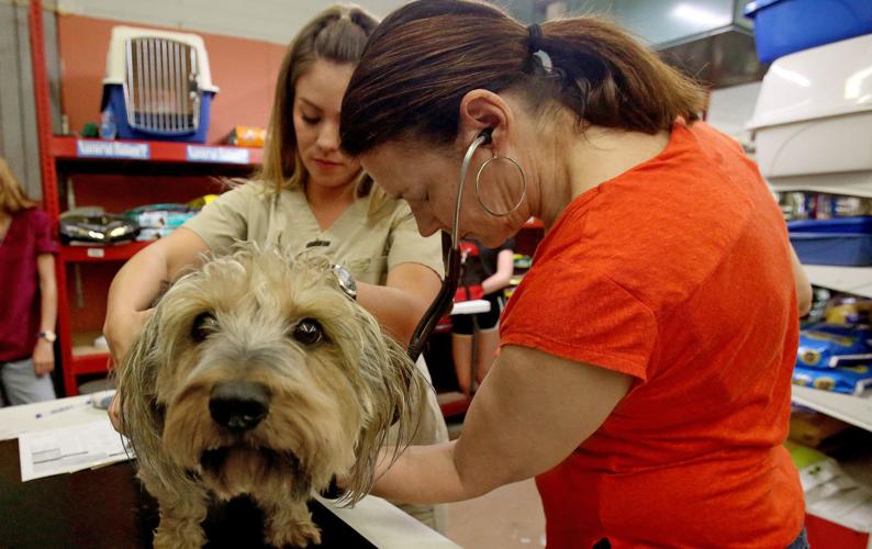 Animal Fair shot clinic