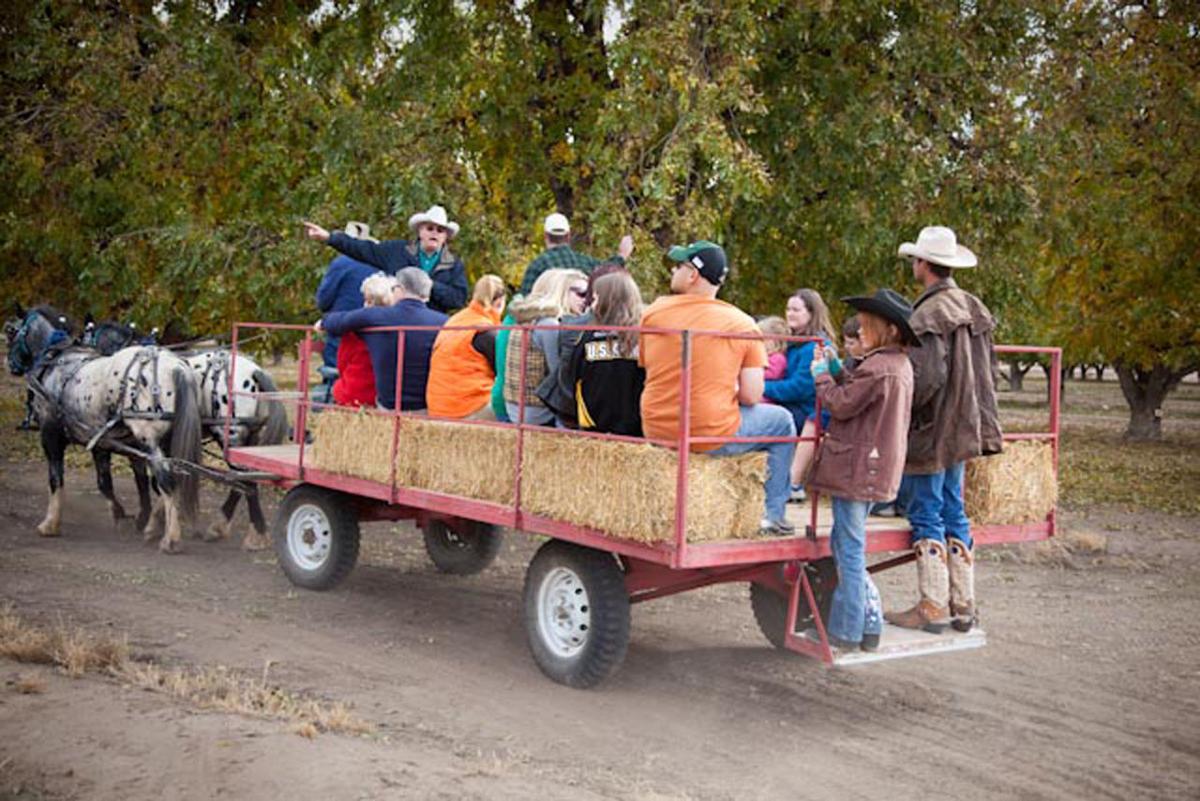Pecan festival