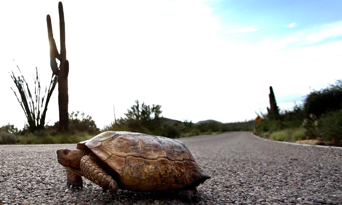 Saguaro National Park