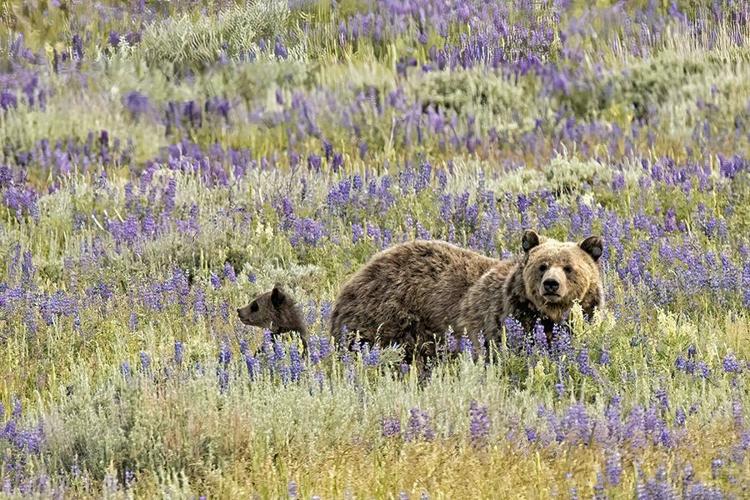 Lupine grizzlies