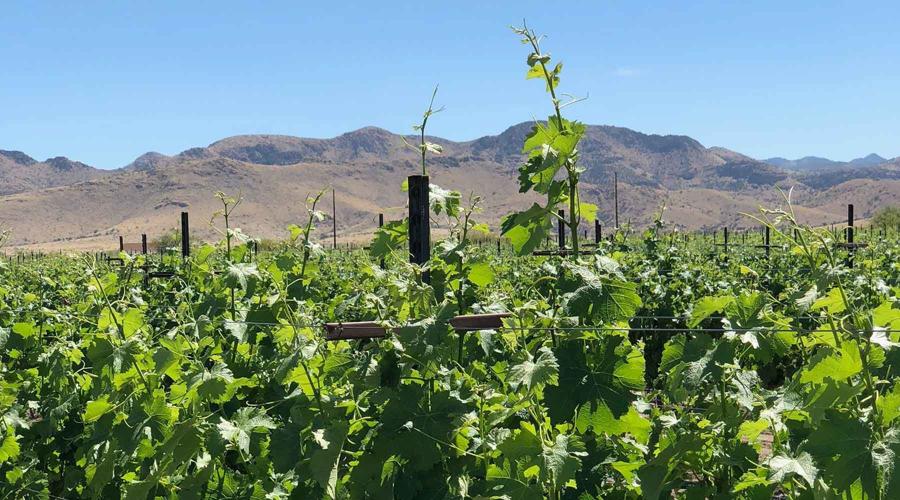 Aridus Wine Company