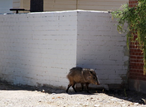 'It's like a wild animal park': 4-legged undesirables move into UA-area neighborhoods   