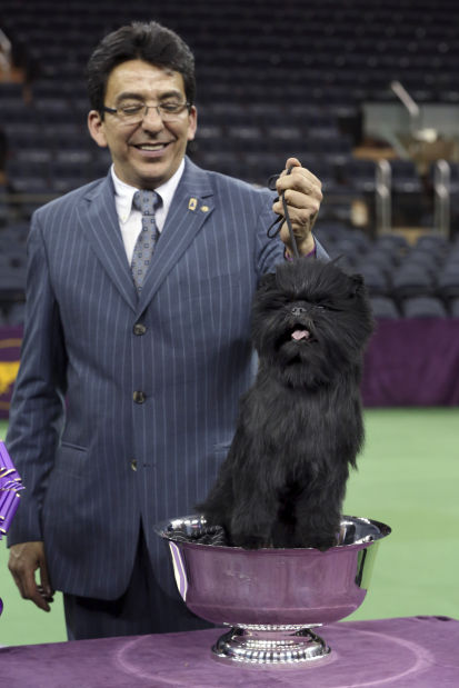 137th Westminster Kennel Club dog show