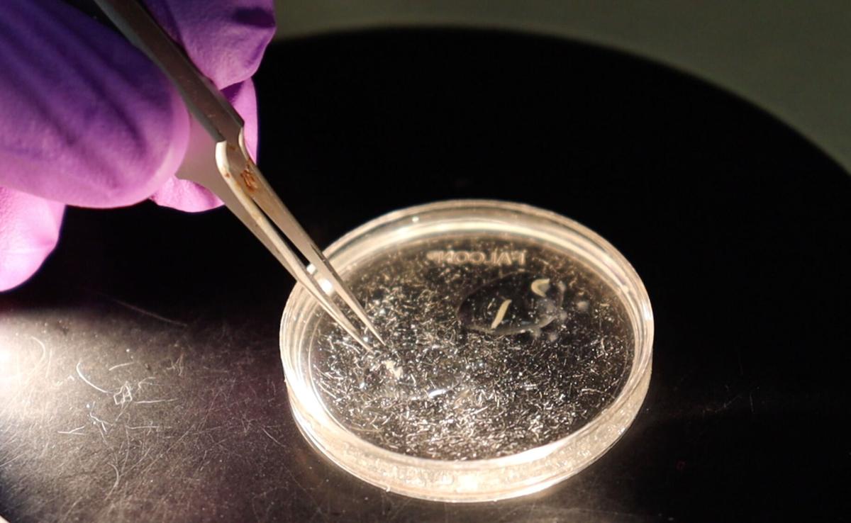 UA researchers, Lou Gehrig’s Disease, fruit flies.