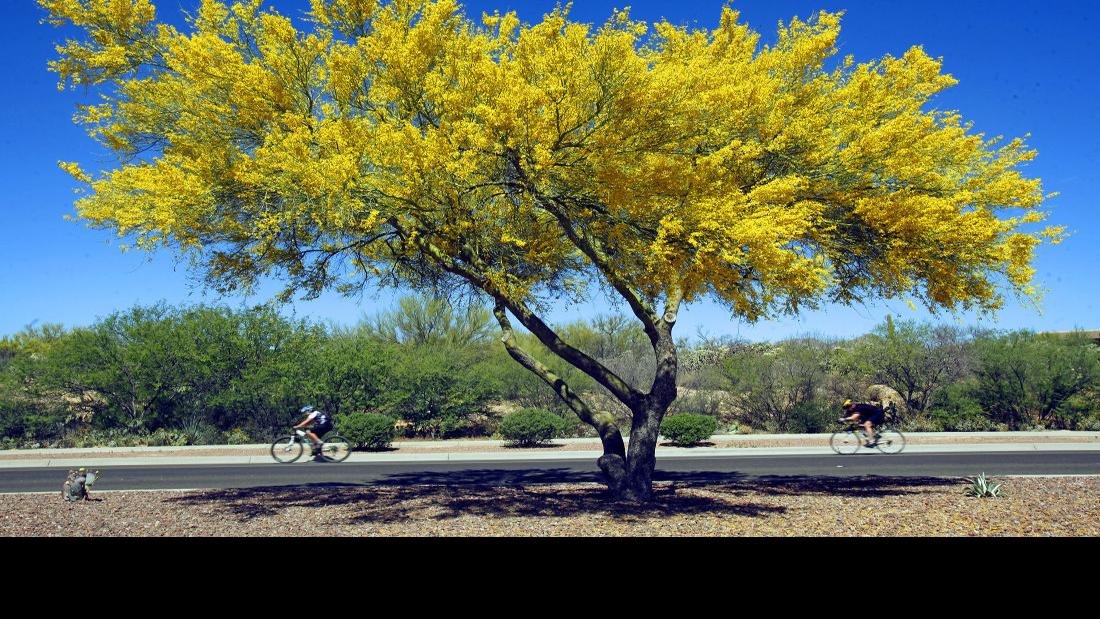 It's the Arizona State Tree!