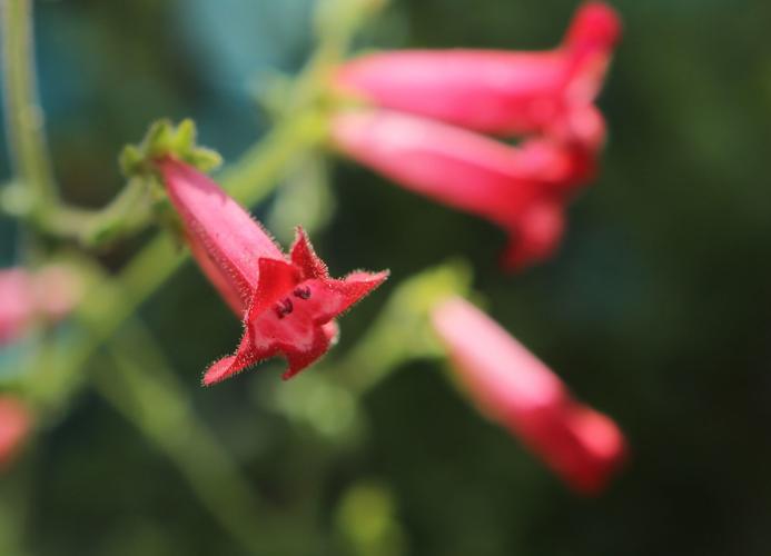 Penstemon