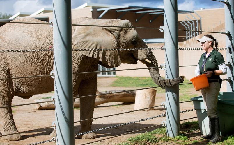 Baby watch: As Reid Park Zoo prepares for new baby elephant, monitoring