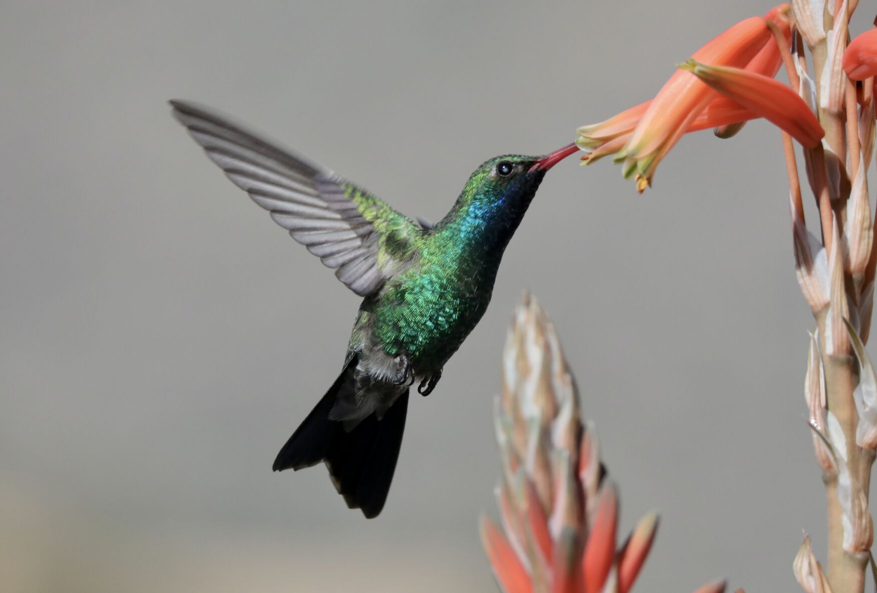 Male Broad-billed Hummingbird