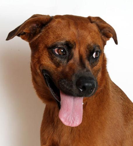 Adopt A Friend: Derby