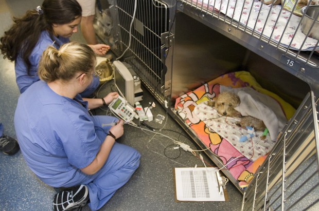 All-service animal clinic    