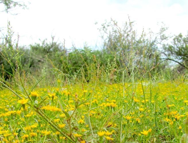 Small yellow flowers