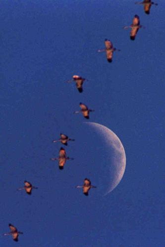 Sandhill cranes in Arizona