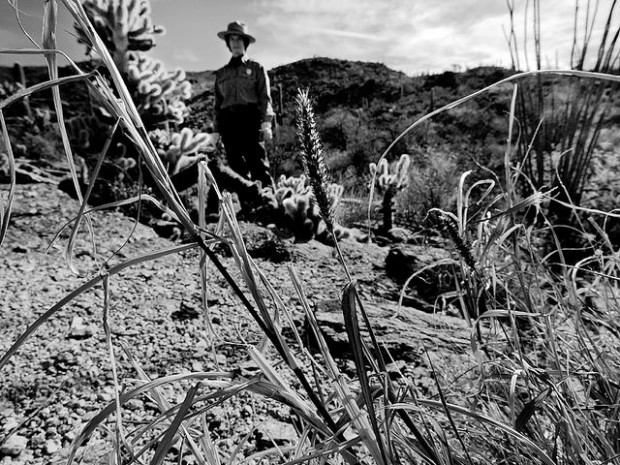 Besieged by non-native plants, Saguaro National draws up plan  