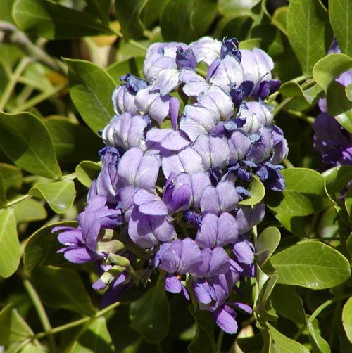Garden Sage: Texas mountain laurel