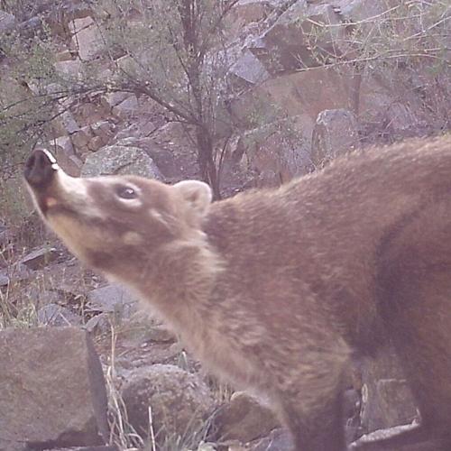 Coatis and Camera Sniffs: My Time as a Wildlife Intern With SIA