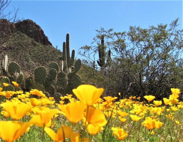 Saguaro National Park