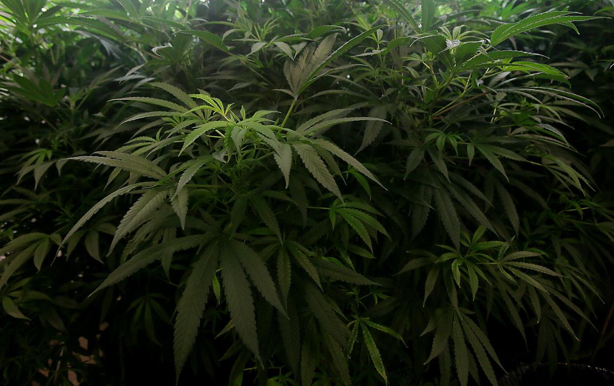 Effort to legalize recreational marijuana in Arizona gets closer to ballot