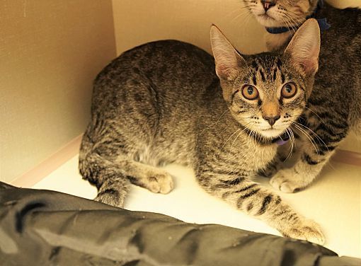 Adopt a friend: Opie