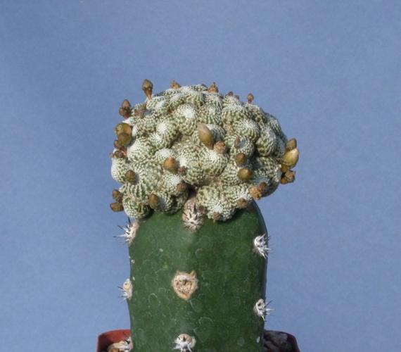 Odd progeny, when cacti intermarry    