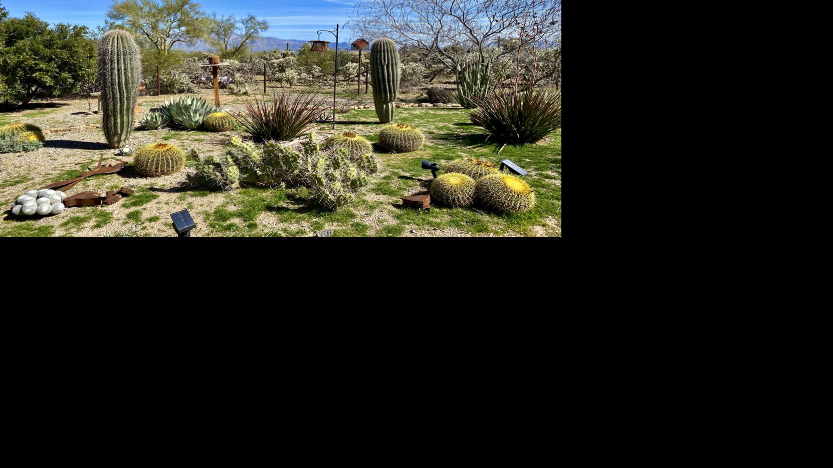 Take a walk through the gardens of Tucson’s expert green thumbs