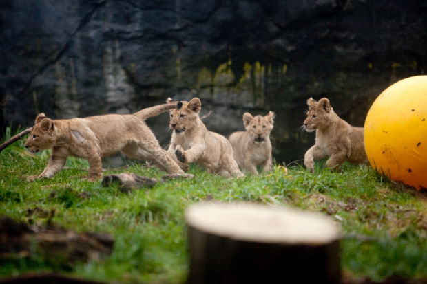 Animal shots of the week