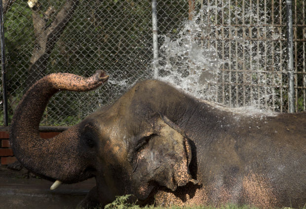 Animal shots of the week