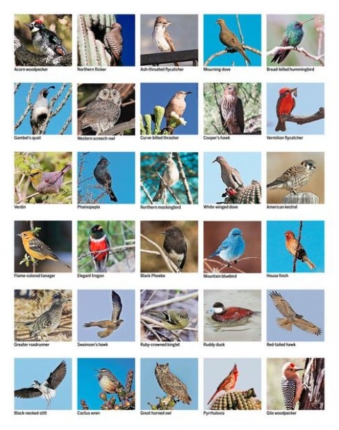 Birding: Beak season  