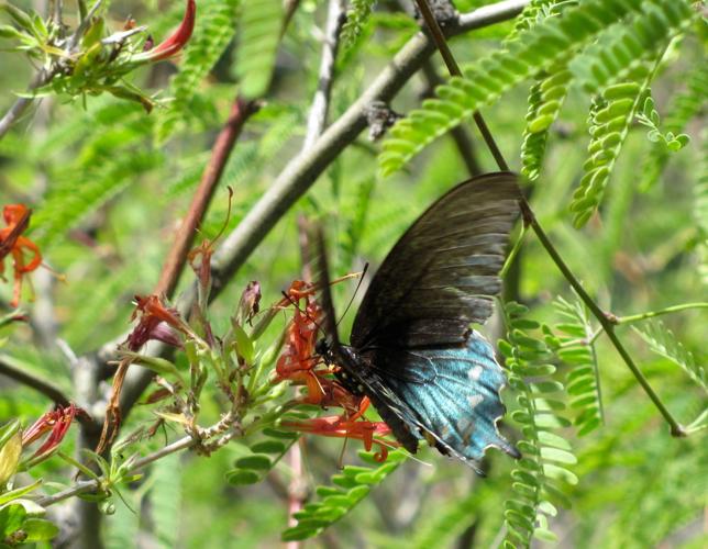 Trails on the eastern slopes of the Santa Catalina Mountains