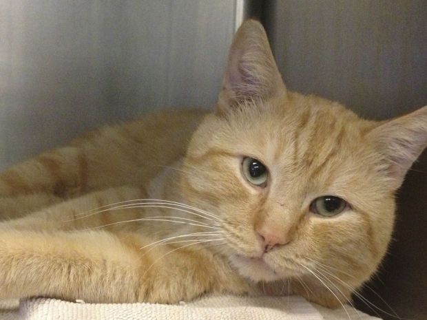 Pima Animal Care Center