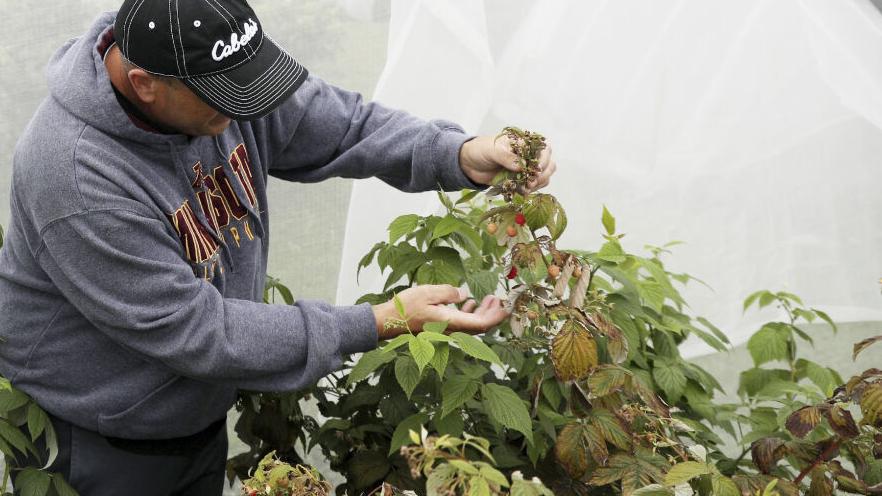 Researchers tap into DNA to combat invasive fruit flies - Vimarsana News