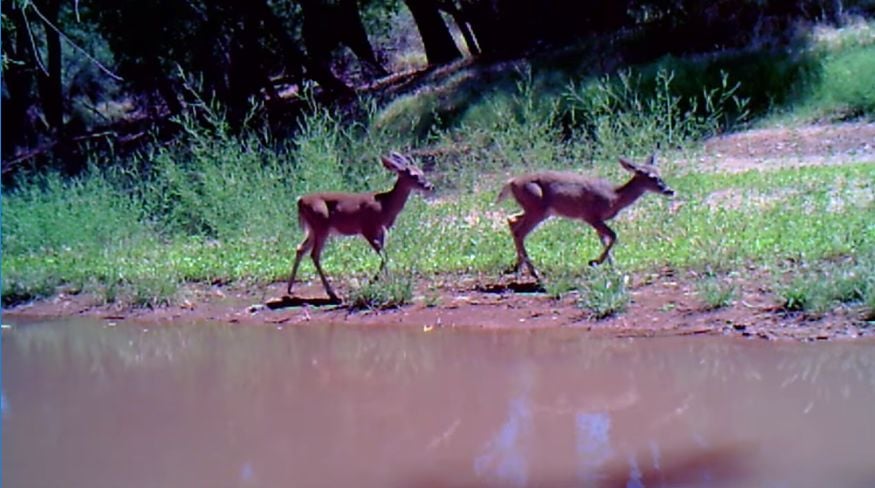 Animals near San Pedro