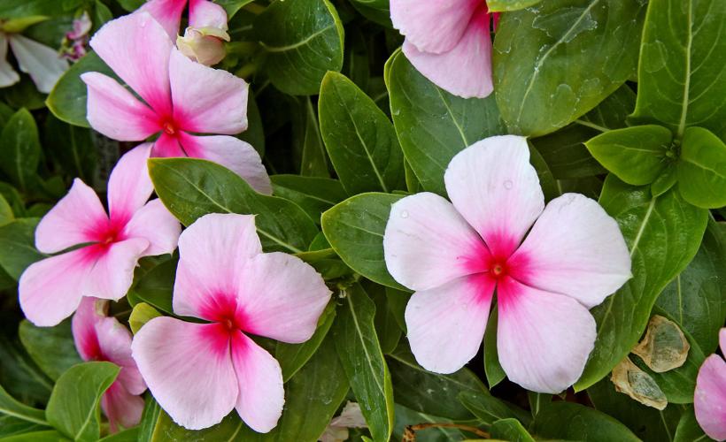 Flowering and edible plants