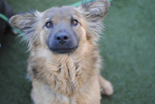 Pima Animal Care Center