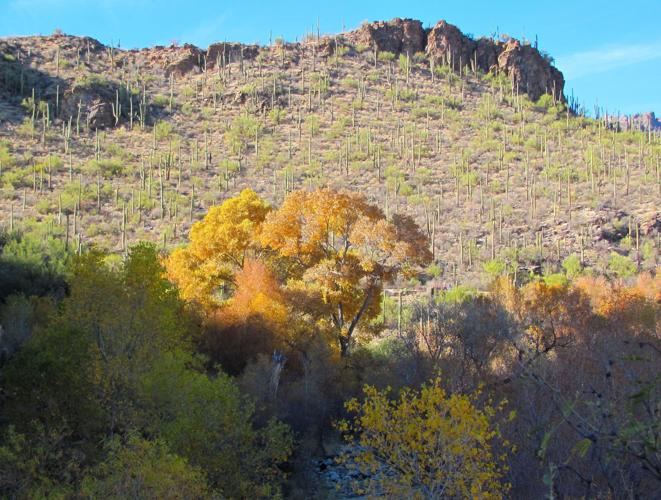 Golden hues in Sabino Canyon