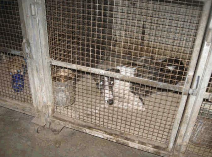 Tucson Greyhound Park