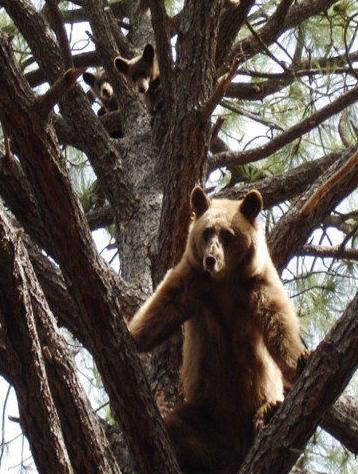 Beware: Bears in Southern Arizona coming out of their winter dens