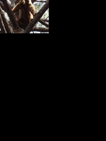 Warning from wildlife officials: A fed bear could soon be a dead bear