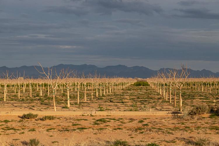 Southeast Arizona farmers renew push for groundwater protections
