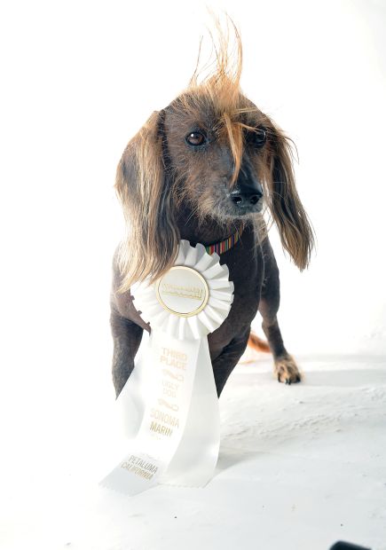 Ugliest Dog Contest