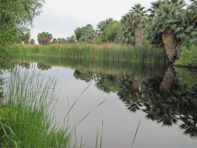 Pond at Agua Caliente Park