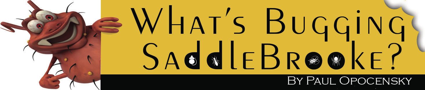 Paul-Opocensky_What-sBuggingSaddleBrooke.jpg
