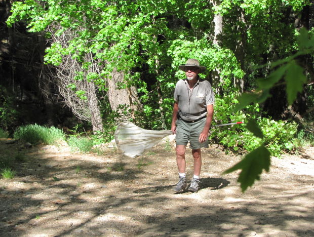 Butterfly enthusiast in Upper Sabino