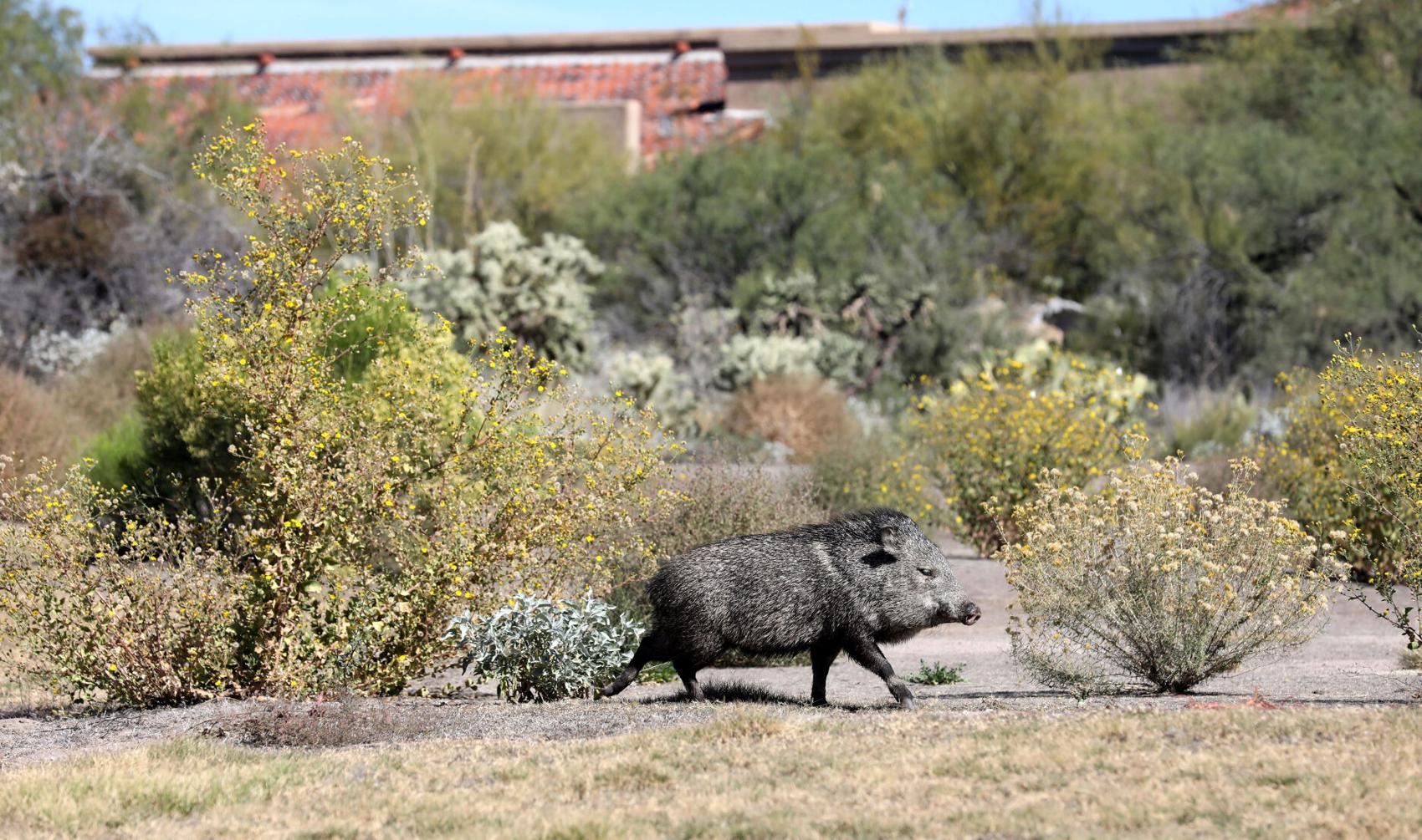 Caution urged around javelinas after two attacks in three days