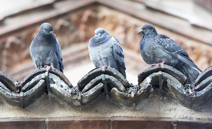 Pigeons2.jpg