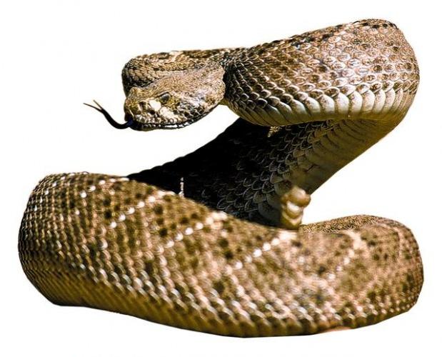 The frights of spring  