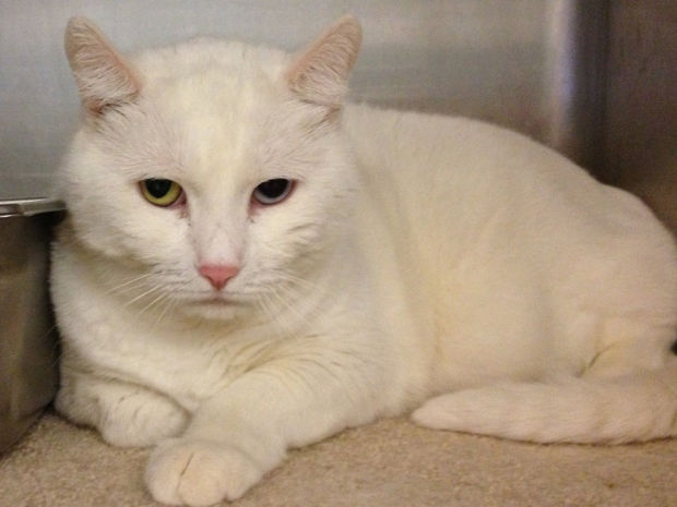 Pima Animal Care Center