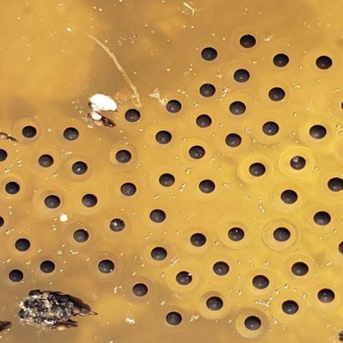 Beyond the Surface: Life Inside a Spring